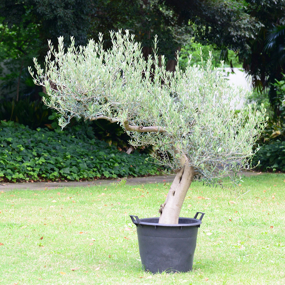 観葉植物「オリーブ（18号）」【東京都エリア限定】