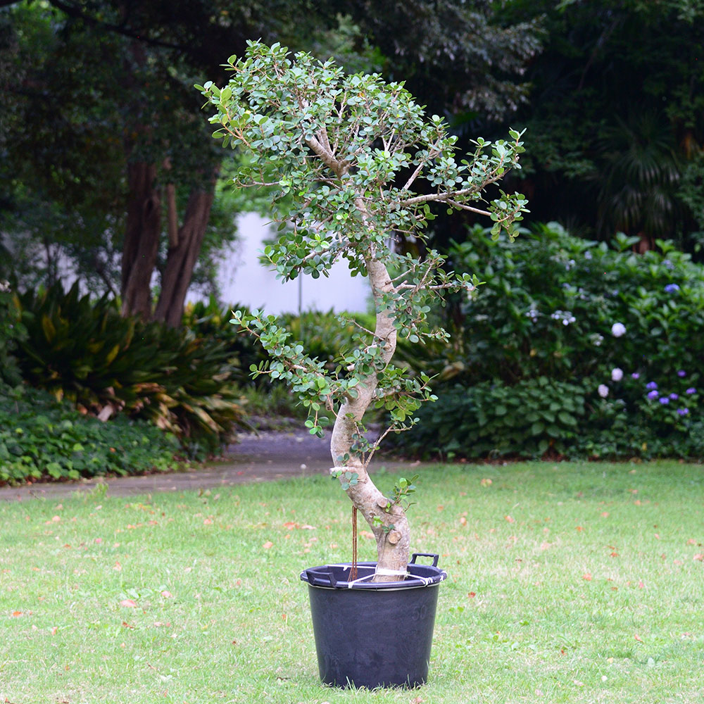 観葉植物「ガジュマル（16号）」【東京都エリア限定】