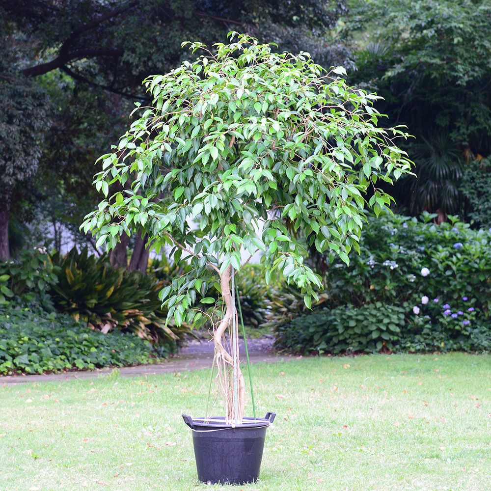 観葉植物「フィカス・ストリクタ（16号）」【東京都エリア限定】