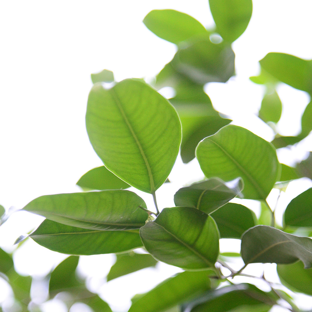 観葉植物「フィカス・ストリクタ（16号）」【東京都エリア限定】