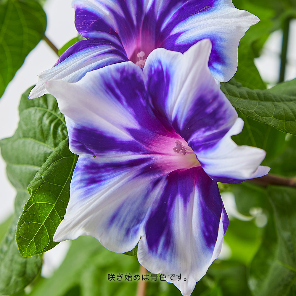 旬の花鉢 島根県オリジナル 出雲朝顔「彩緑（さいえん）」6号