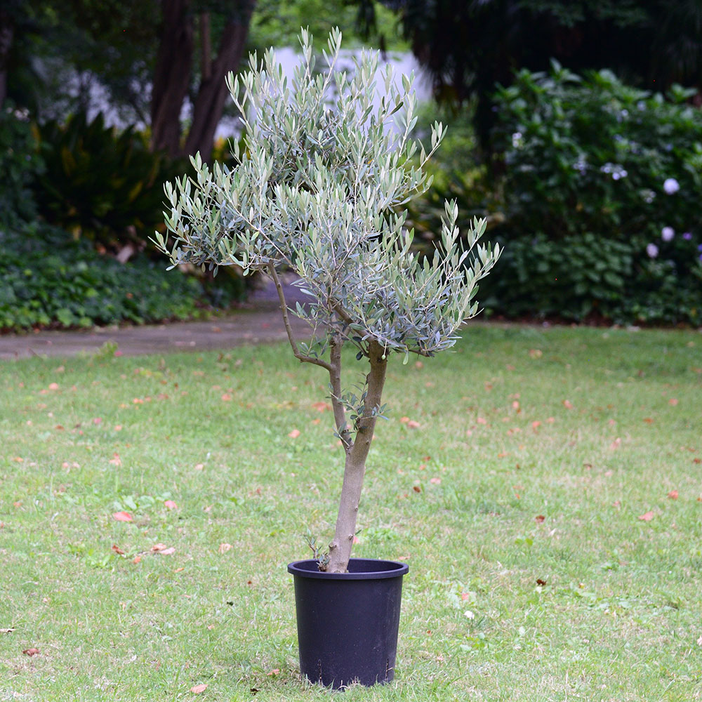 観葉植物「オリーブ（10号）」【東京都エリア限定】