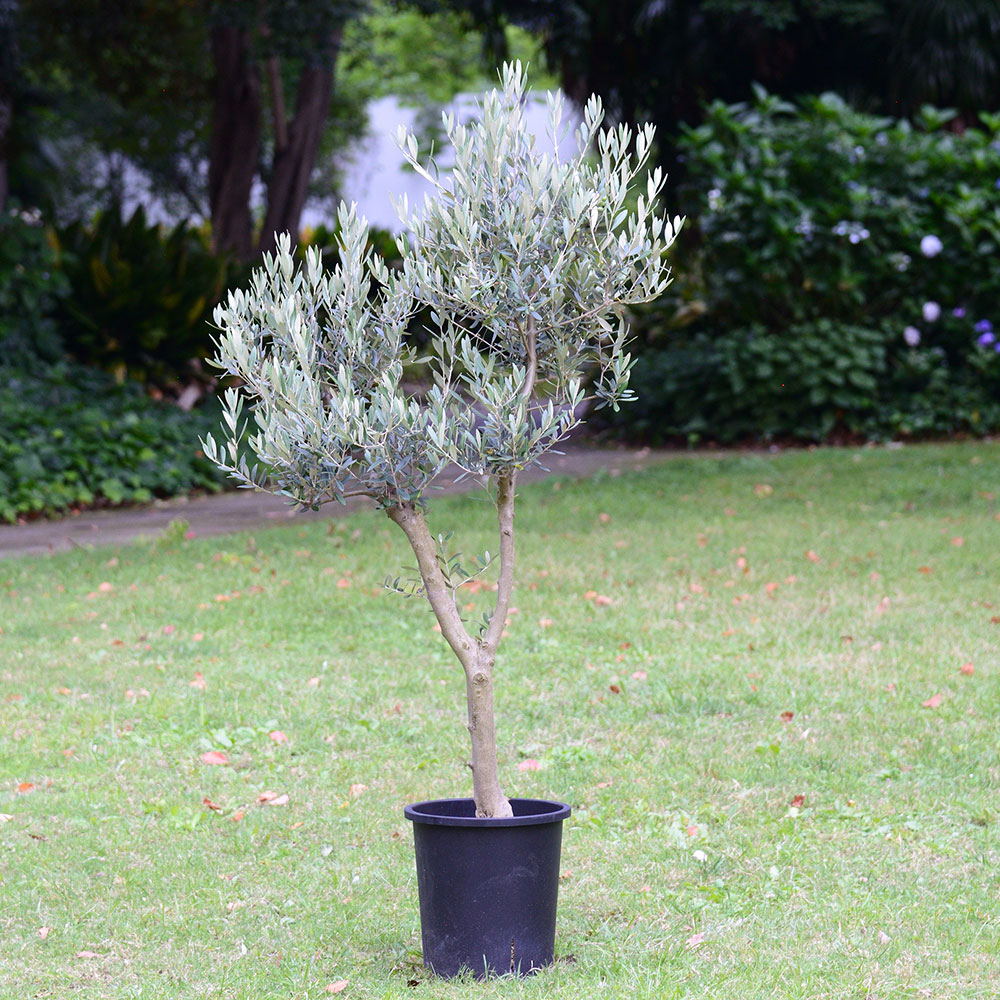 観葉植物「オリーブ（10号）」【東京都エリア限定】