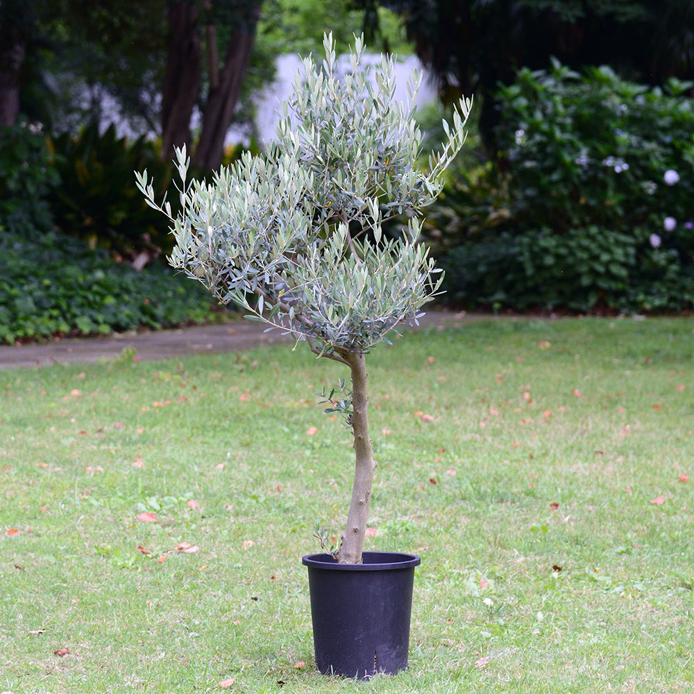 観葉植物「オリーブ（10号）」【東京都エリア限定】