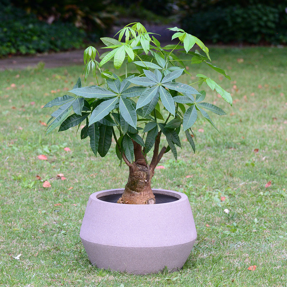 観葉植物「パキラ（13号）」【東京都エリア限定】