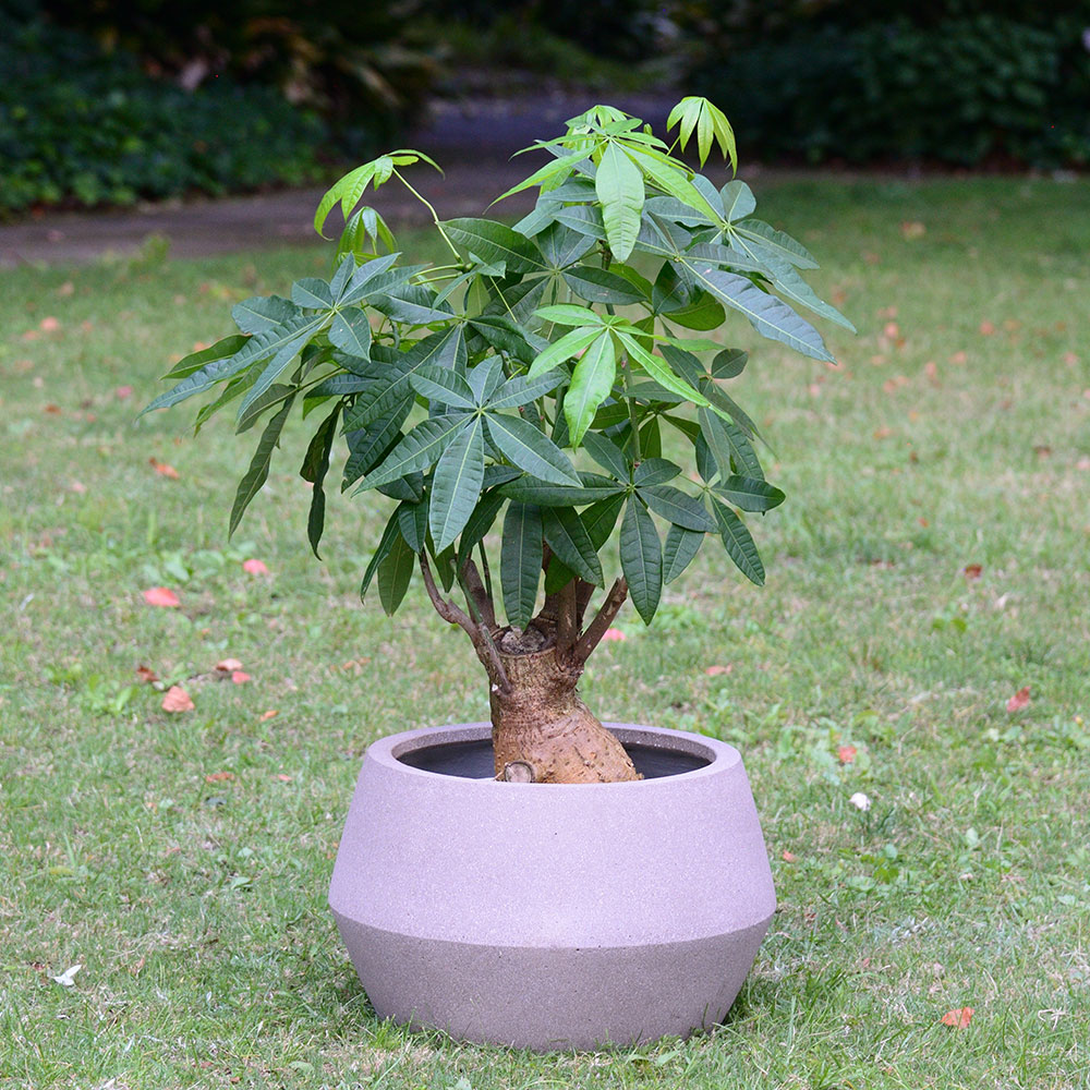 観葉植物「パキラ（13号）」【東京都エリア限定】