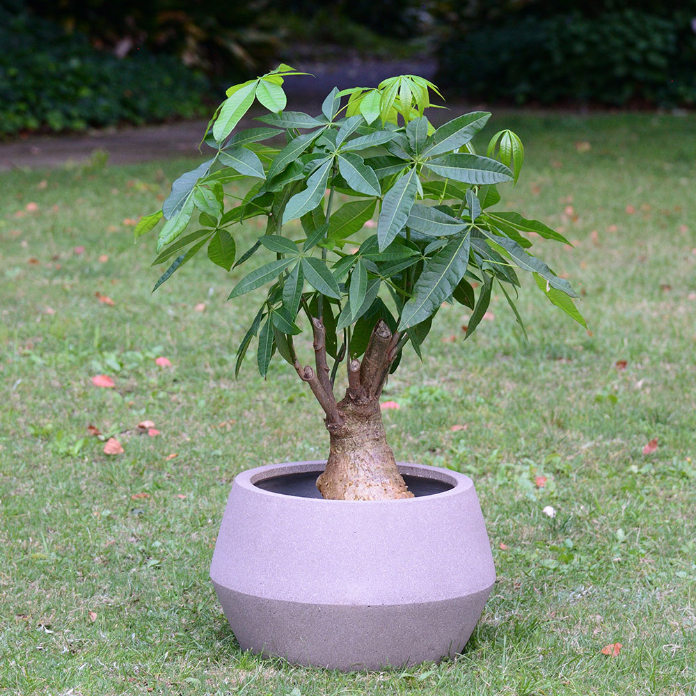 観葉植物「パキラ（13号）」【東京都エリア限定】