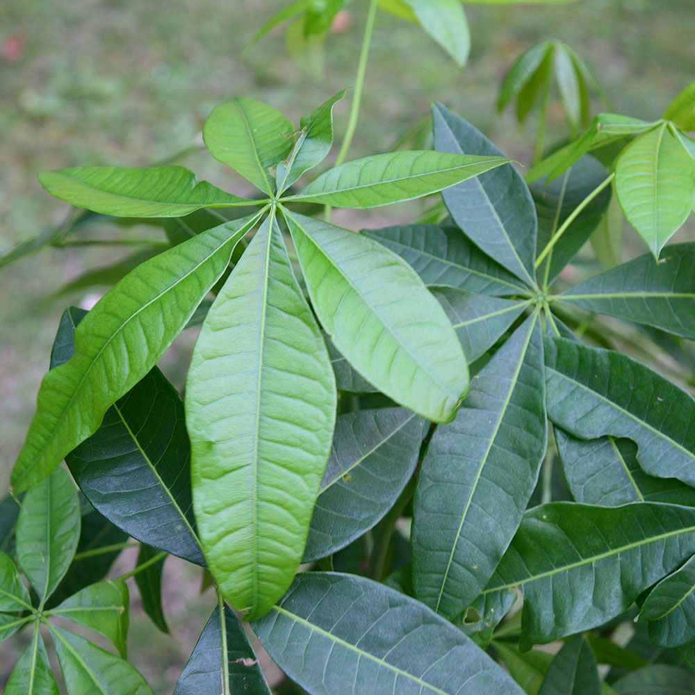 観葉植物「パキラ（13号）」【東京都エリア限定】