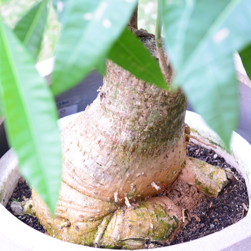 観葉植物「パキラ（13号）」【東京都エリア限定】