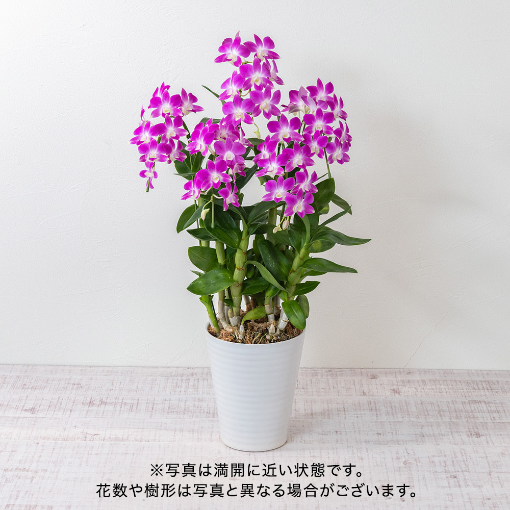 和饗エコファーム幸寿園コレクション デンファレ5本立ち（おまかせピンク系）
