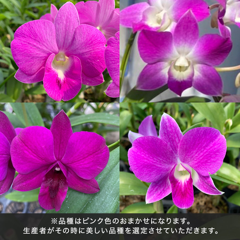 和饗エコファーム幸寿園コレクション デンファレ5本立ち（おまかせピンク系）