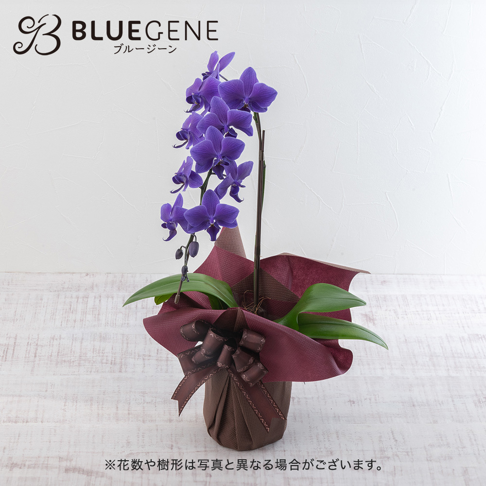 青色胡蝶蘭「Blue Gene (ブルージーン）」ミディサイズ1本立ち