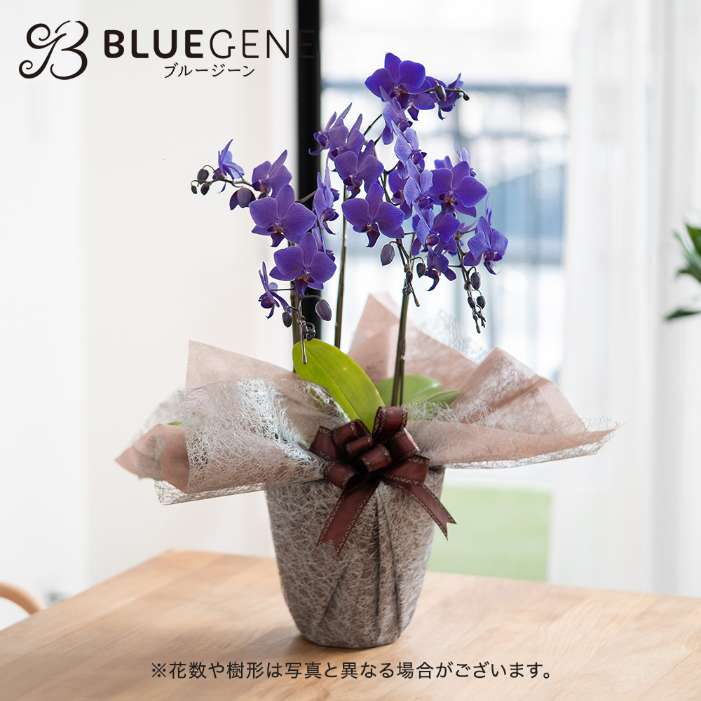 青色胡蝶蘭「Blue Gene (ブルージーン）」ミディサイズ3本立ち