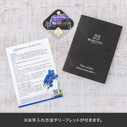 青色胡蝶蘭「Blue Gene (ブルージーン）」ミディサイズ3本立ち