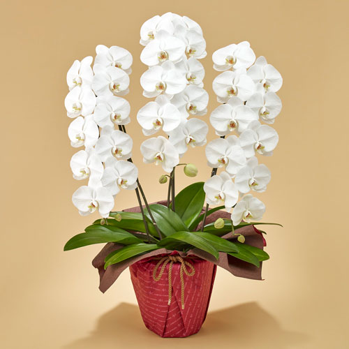 胡蝶蘭（ホワイト）３本立ち