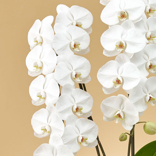 胡蝶蘭（ホワイト）３本立ち