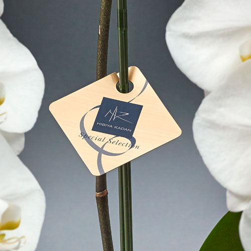 胡蝶蘭（ホワイト）３本立ち