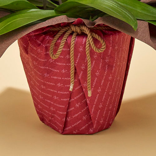 胡蝶蘭（ホワイト）３本立ち