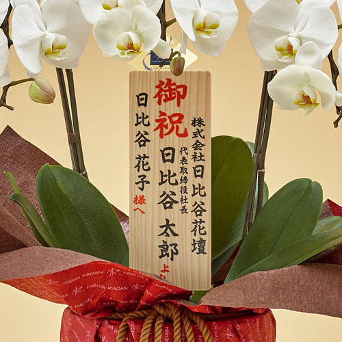 胡蝶蘭（ホワイト）３本立ち