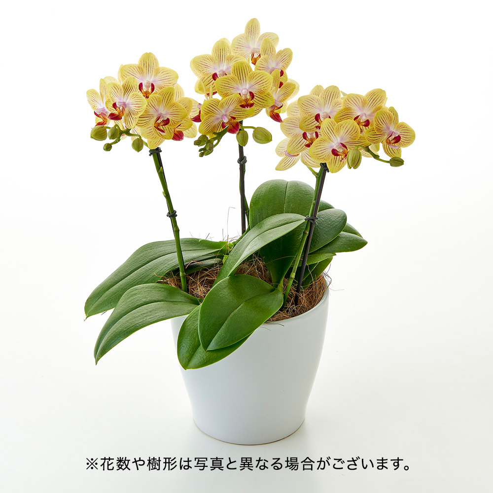旬の蘭鉢 ミディ胡蝶蘭「ゴールドベイビー」（3本立ち）