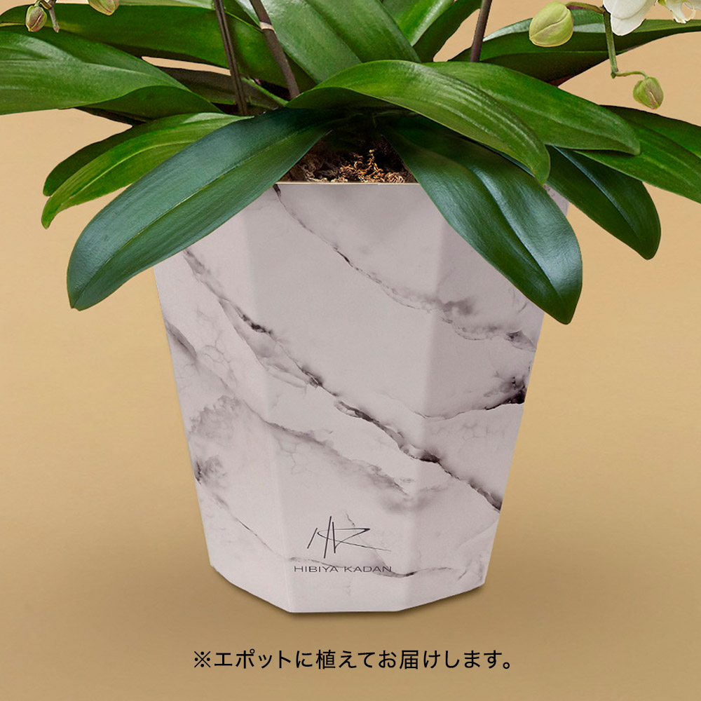 胡蝶蘭（ホワイト）3 本立ち 【white  e-pot仕様】