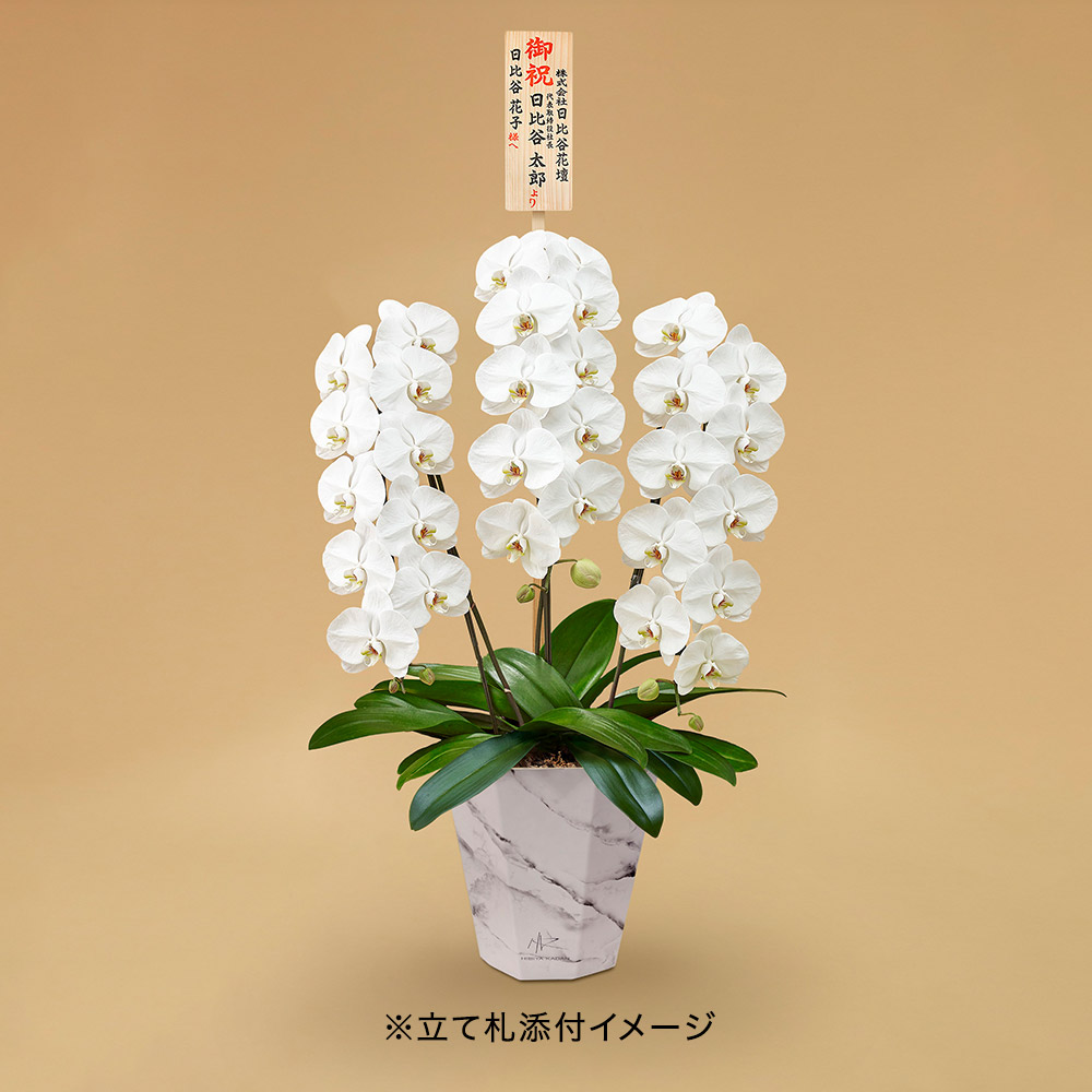 胡蝶蘭（ホワイト）3 本立ち 【white  e-pot仕様】