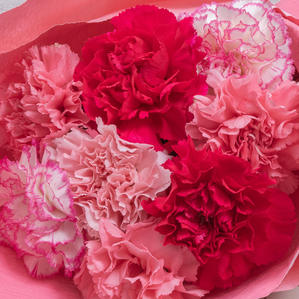 母の日 ピンク色のカーネーションの花束「いつもありがとう」