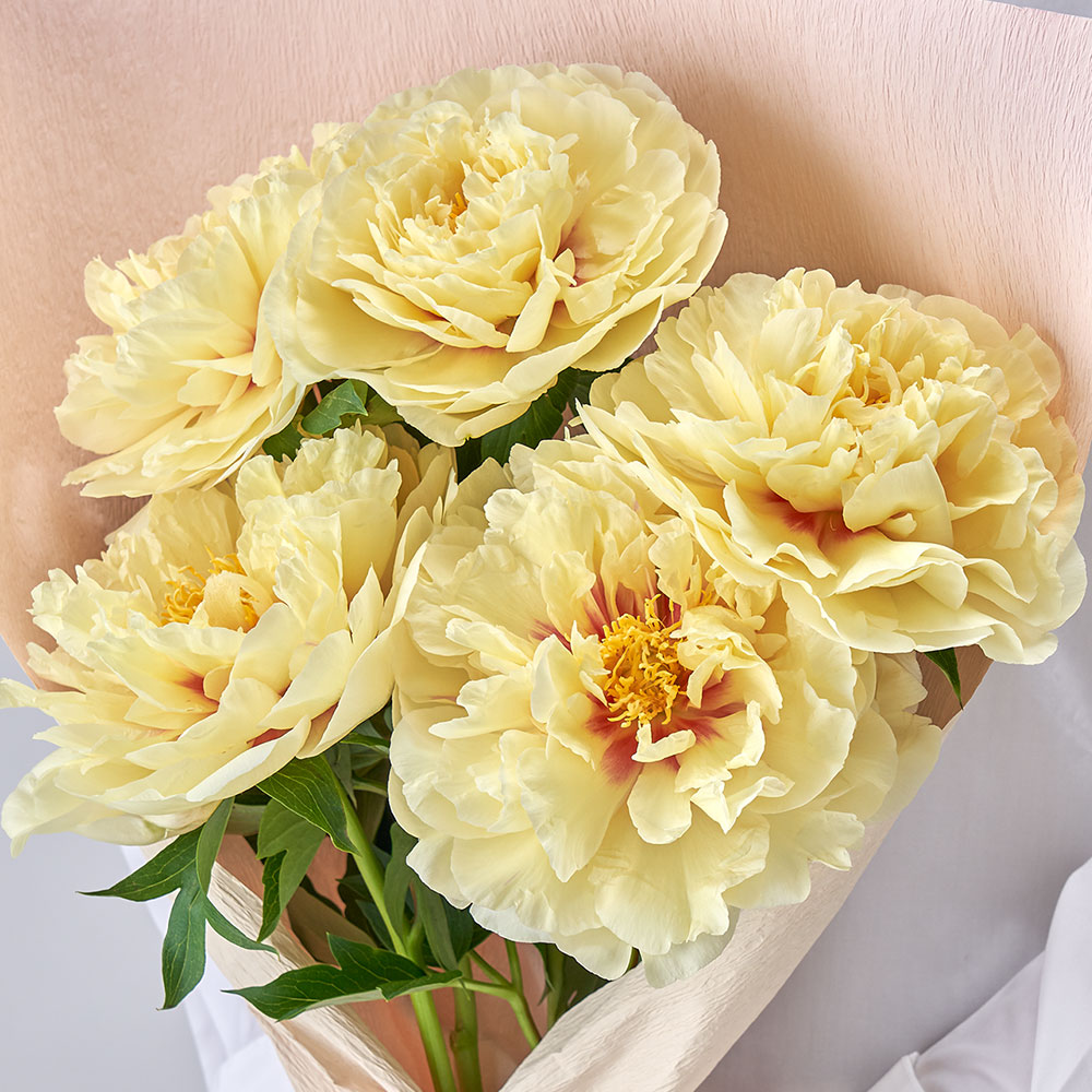 【母の日まだ間に合う！】 花束「芍薬（イエロー5本）」