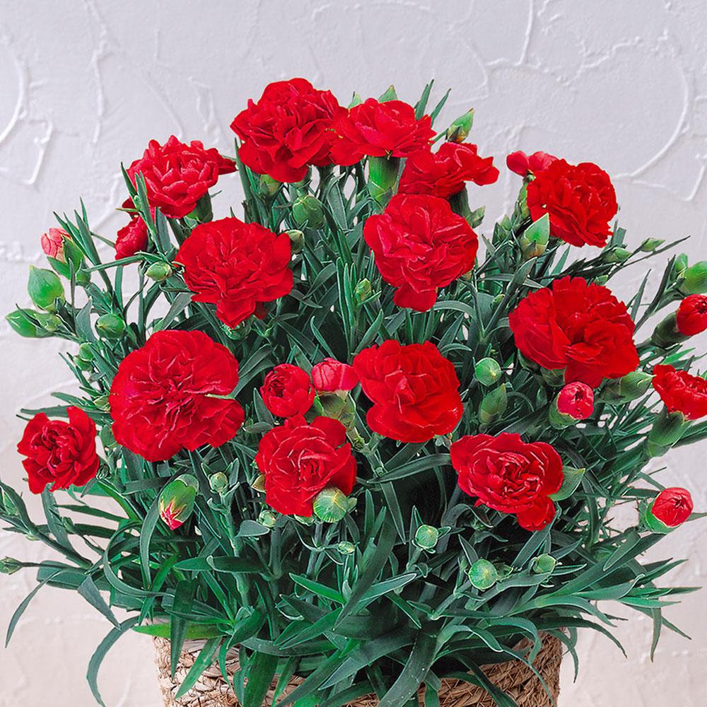 母の日 カーネーション（レッド）5号