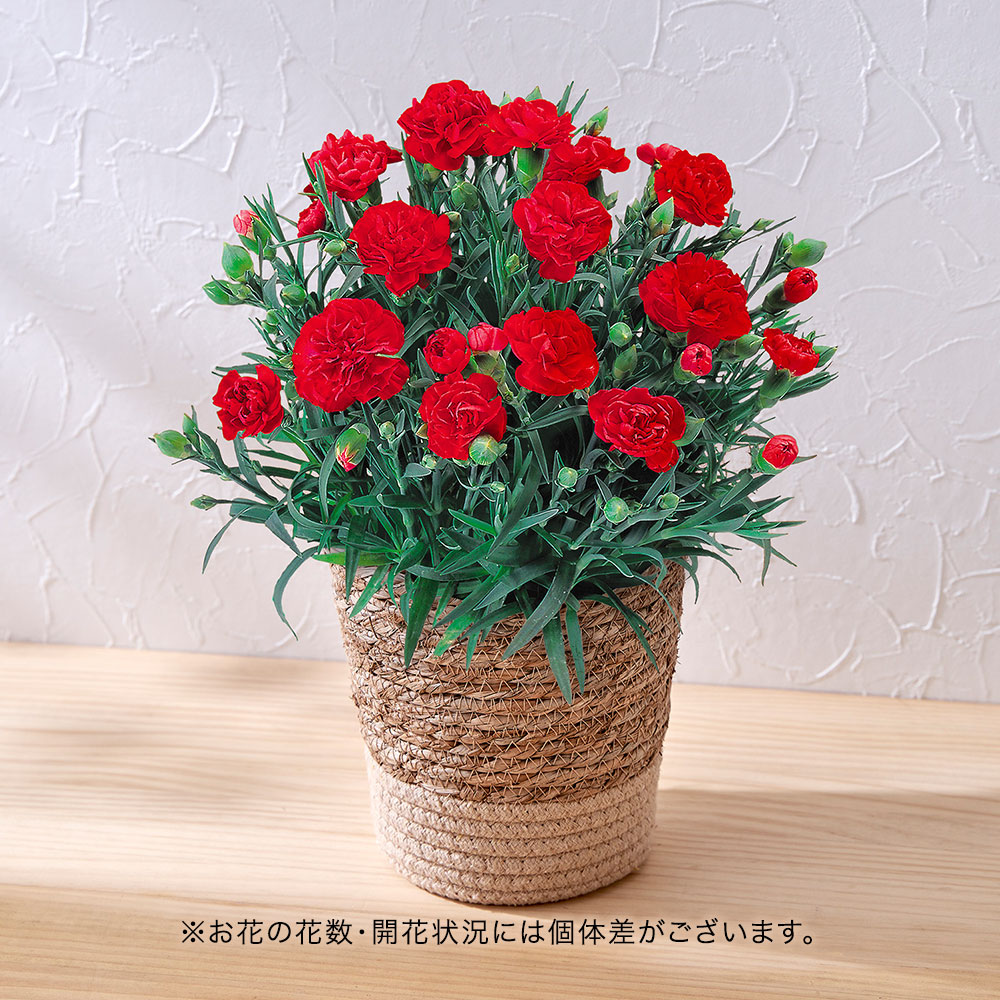 【母の日まだ間に合う！】母の日 カーネーション（レッド）5号