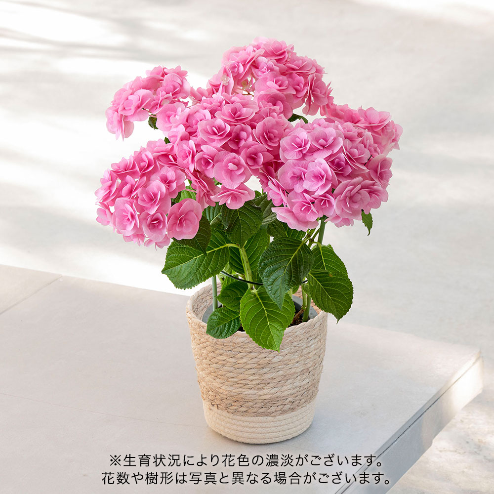 母の日 アジサイ「サリー」