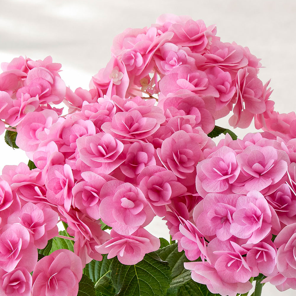 母の日 アジサイ「サリー」