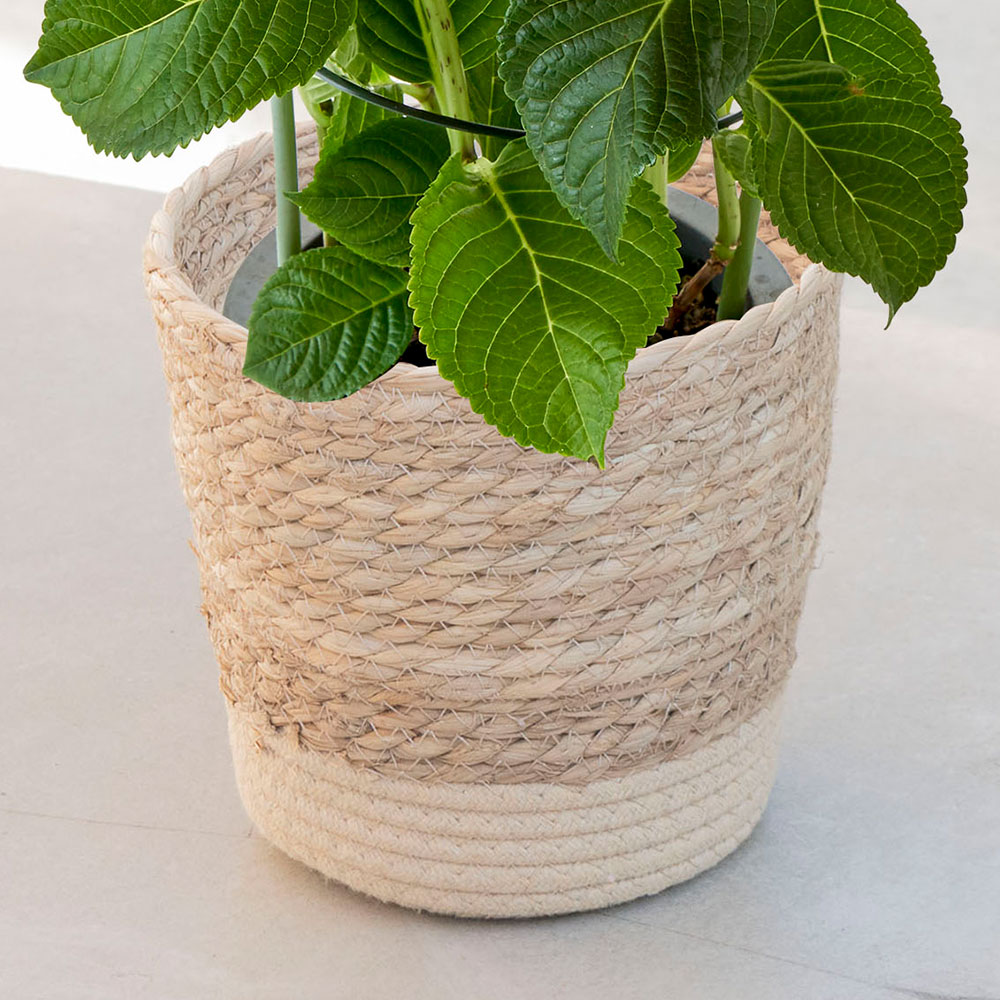 母の日 アジサイ「サリー」