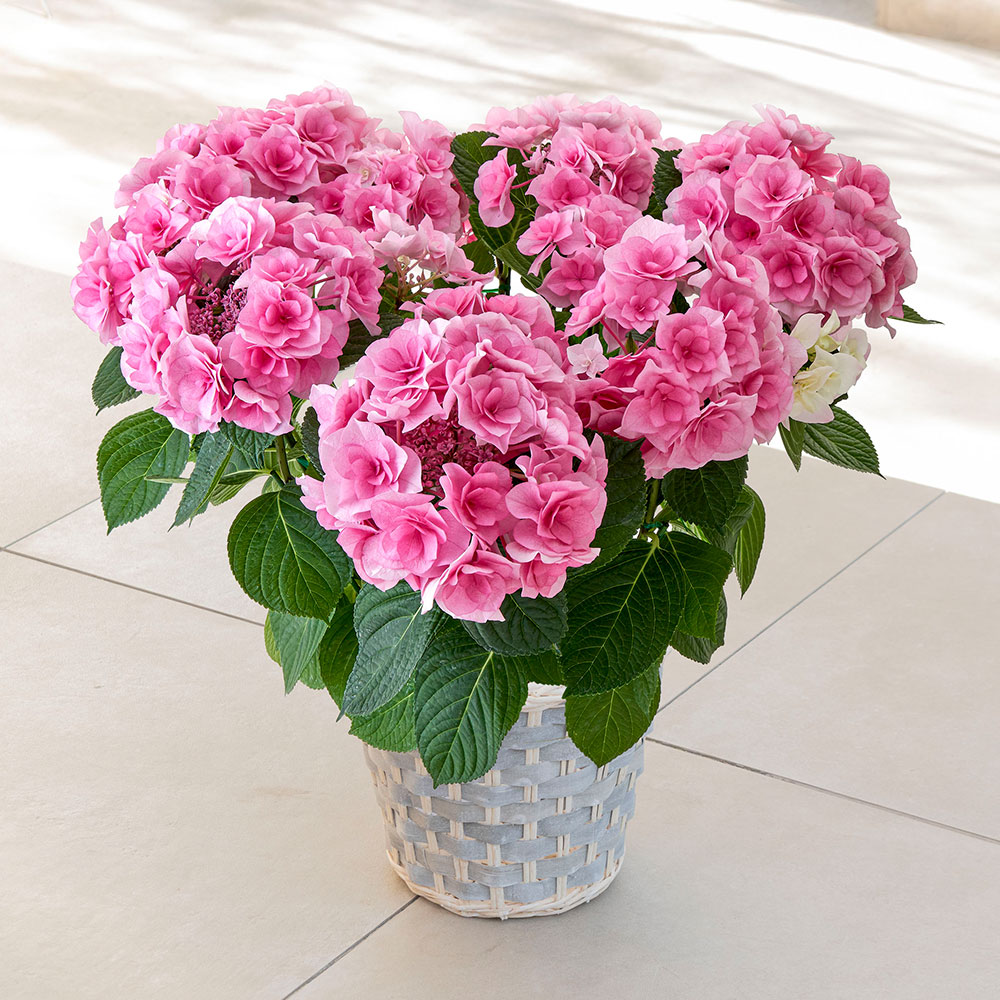 母の日 アジサイ「クレインブーケ」７号