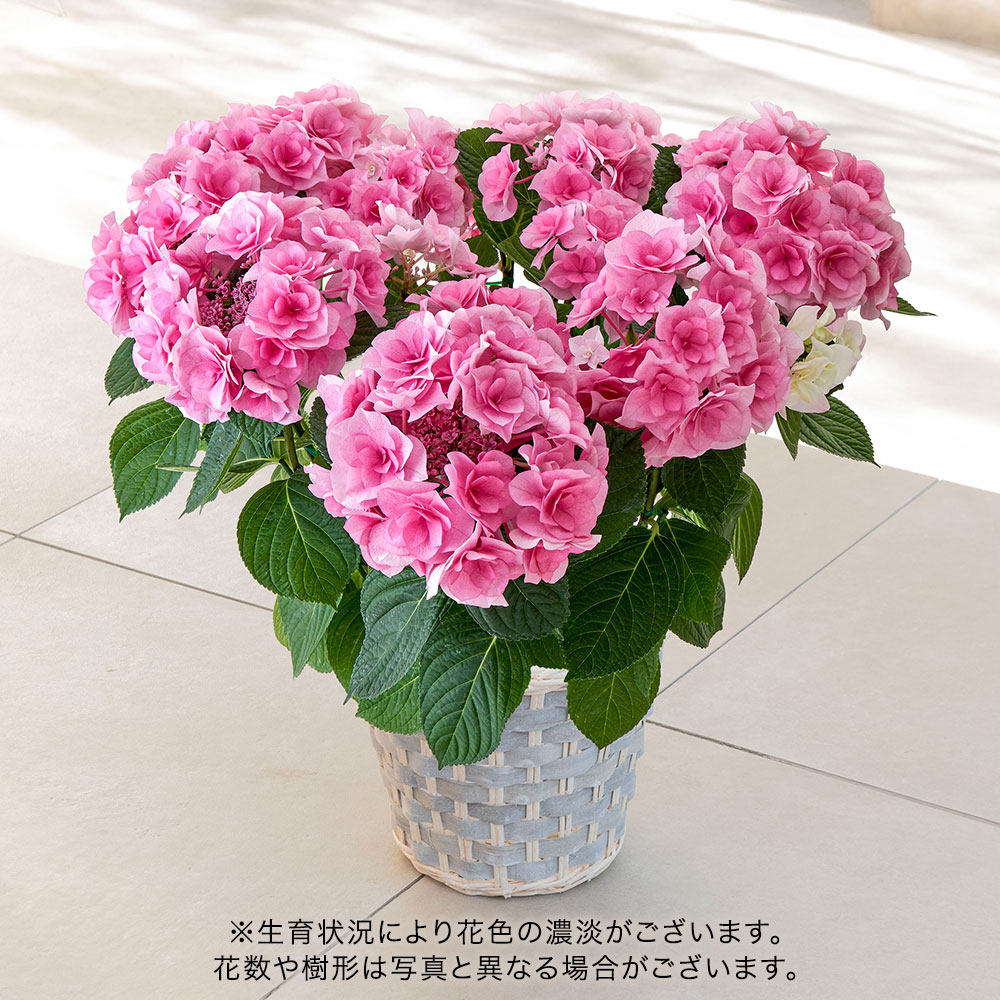 母の日 アジサイ「クレインブーケ」７号