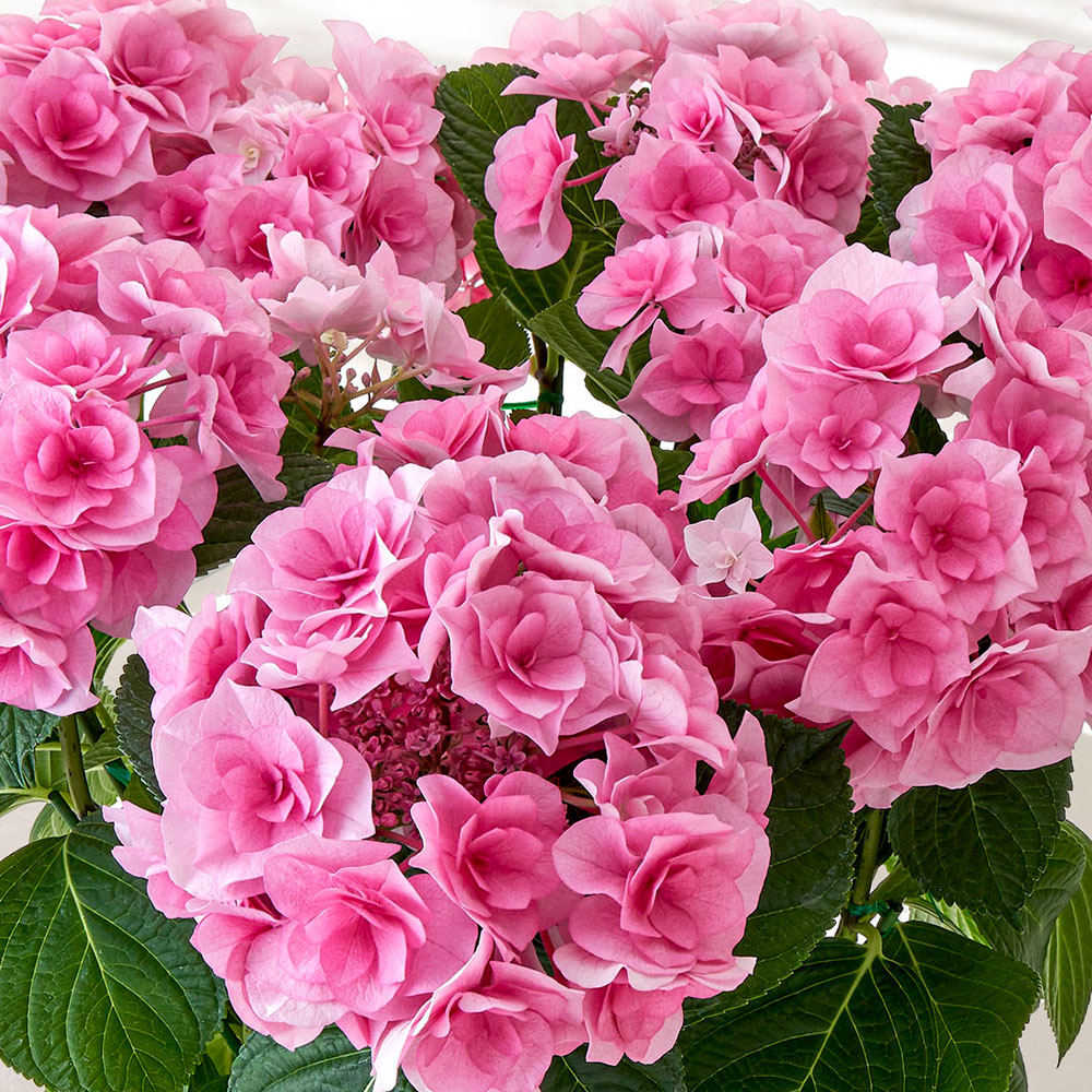 母の日 アジサイ「クレインブーケ」７号