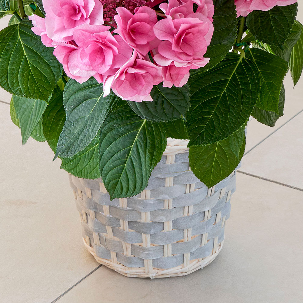 母の日 アジサイ「クレインブーケ」７号