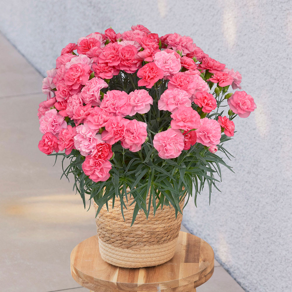 母の日 カーネーション「ピーチキャンドル」