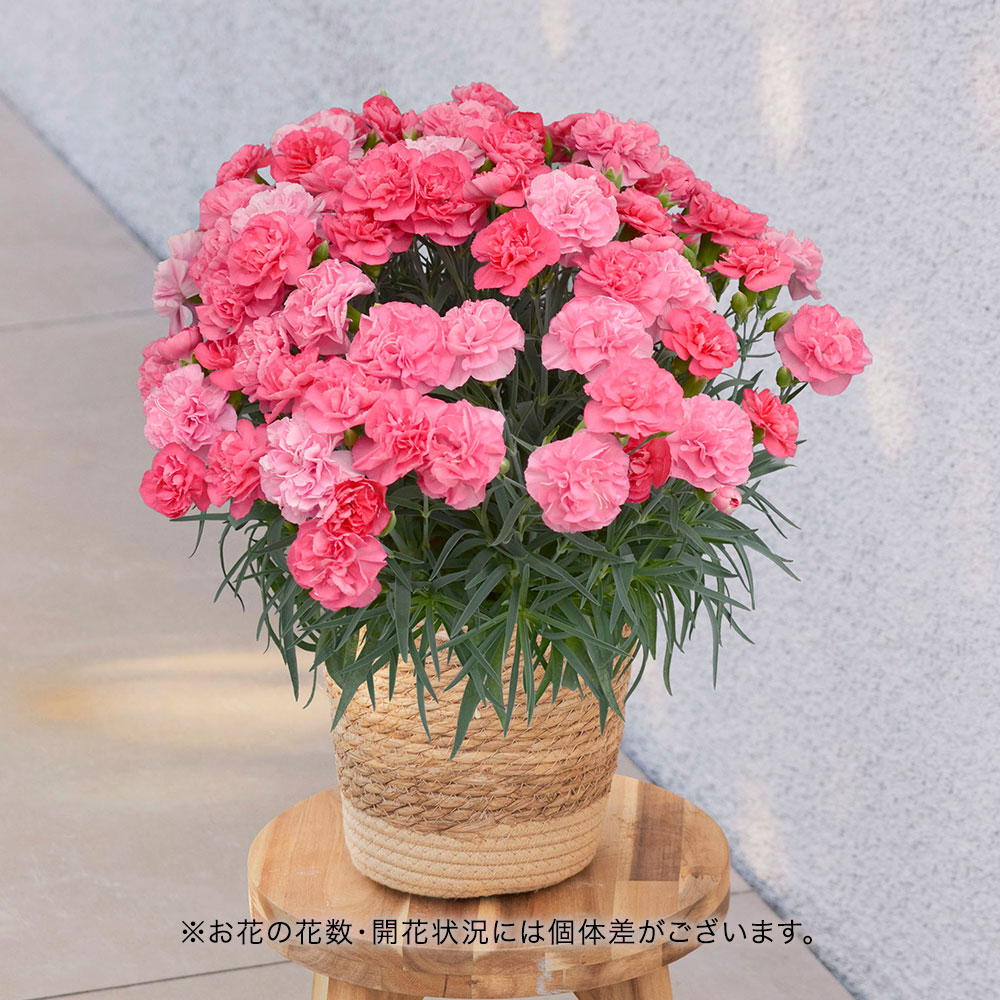 母の日 カーネーション「ピーチキャンドル」