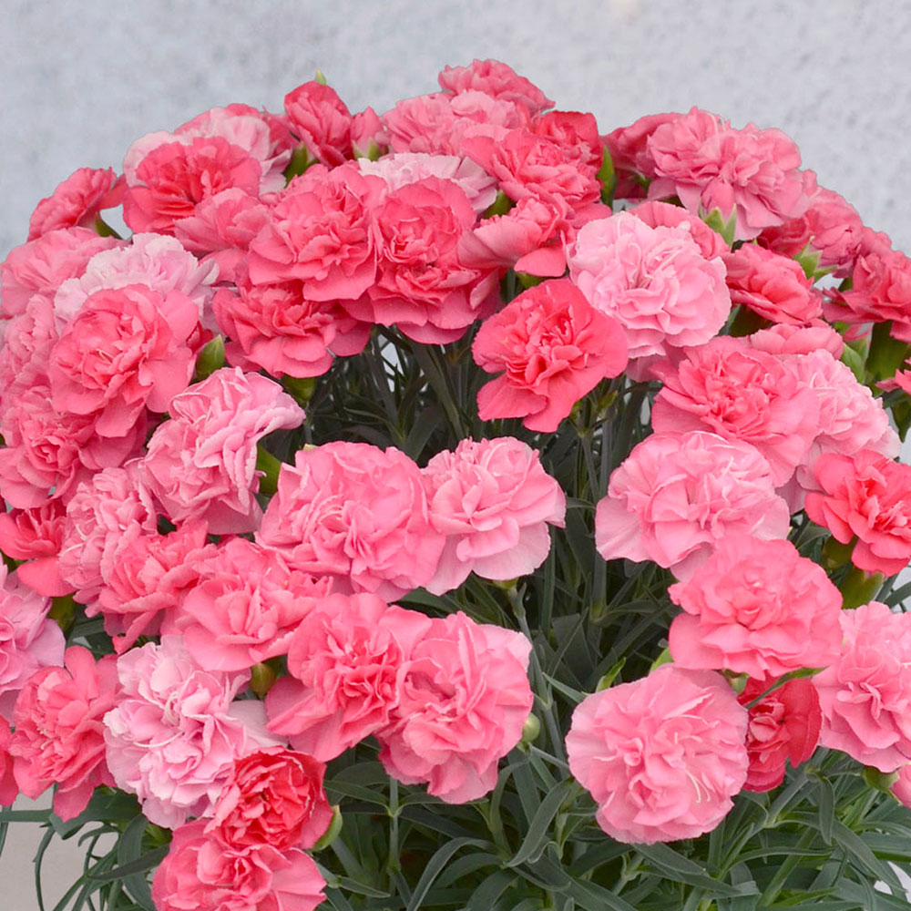 母の日 カーネーション「ピーチキャンドル」