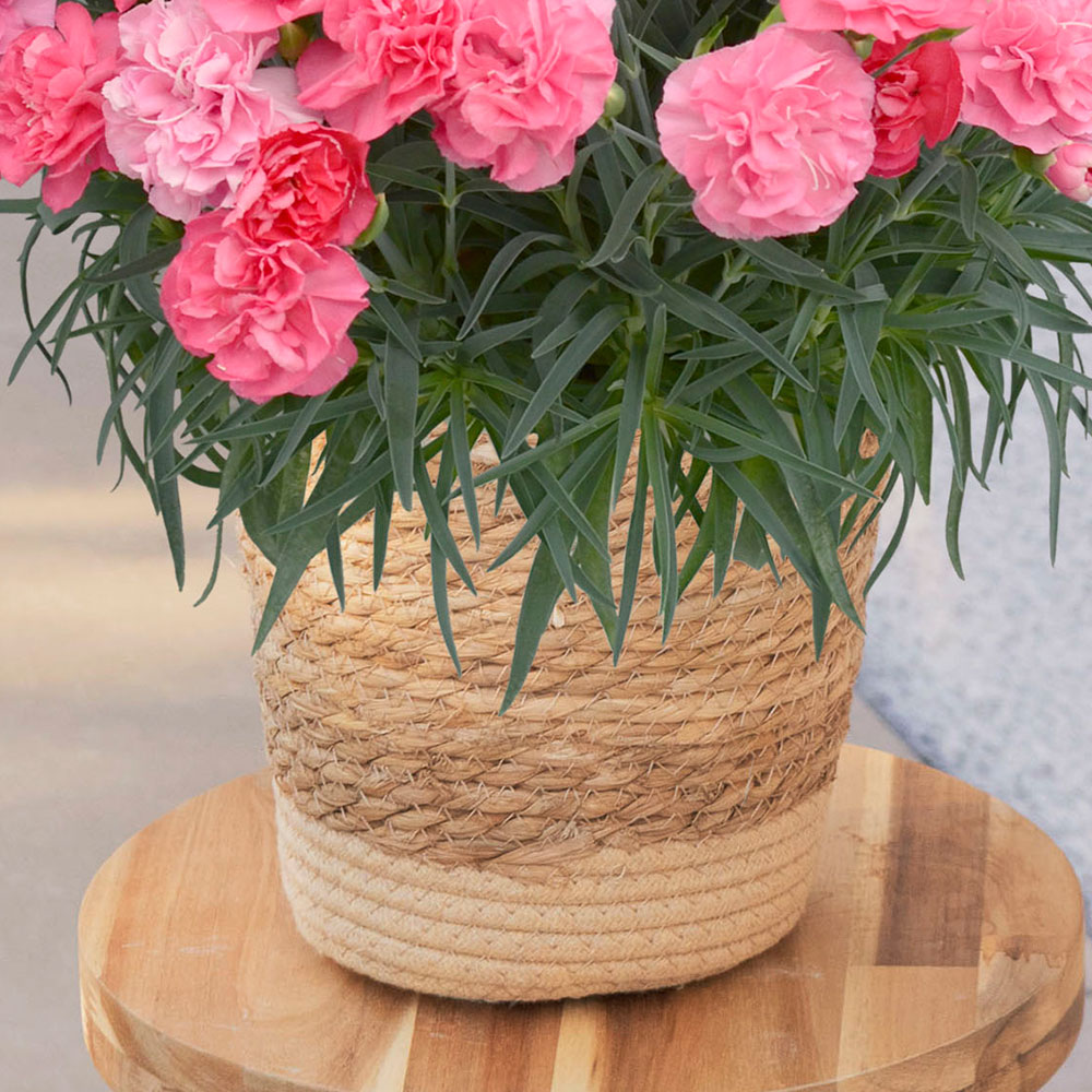 母の日 カーネーション「ピーチキャンドル」