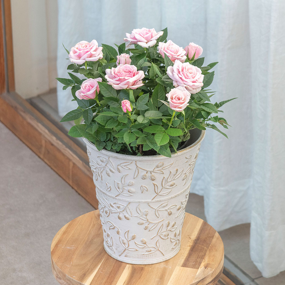 母の日 大西 隆コレクション ミニバラ「エミー」