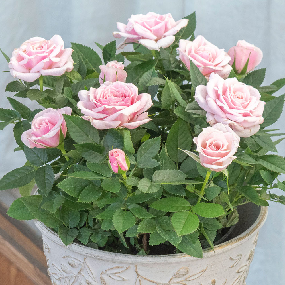 母の日 大西 隆コレクション ミニバラ「エミー」