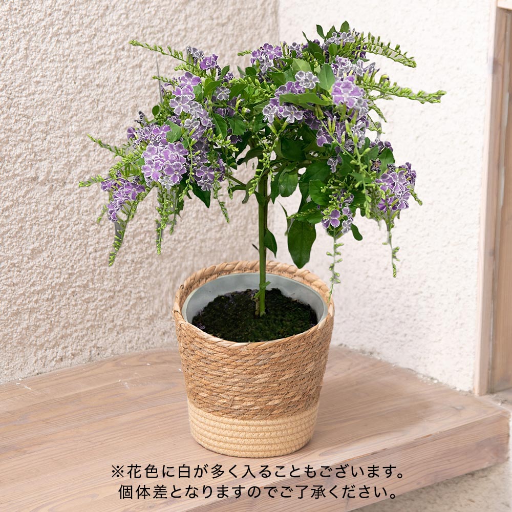 母の日 デュランタ「タカラヅカ」