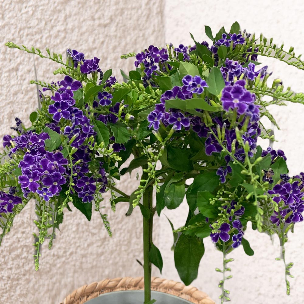 母の日 デュランタ「タカラヅカ」