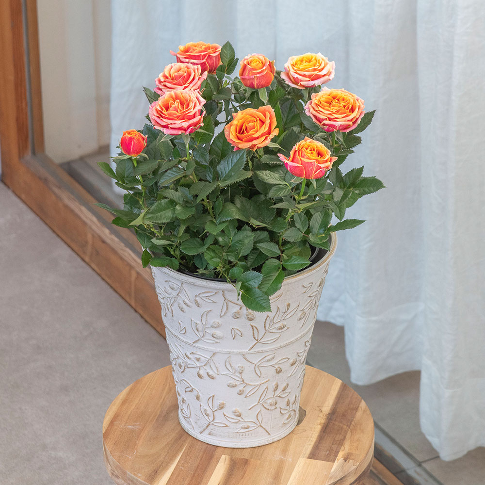 母の日 大西 隆コレクション ミニバラ「カメルーン」