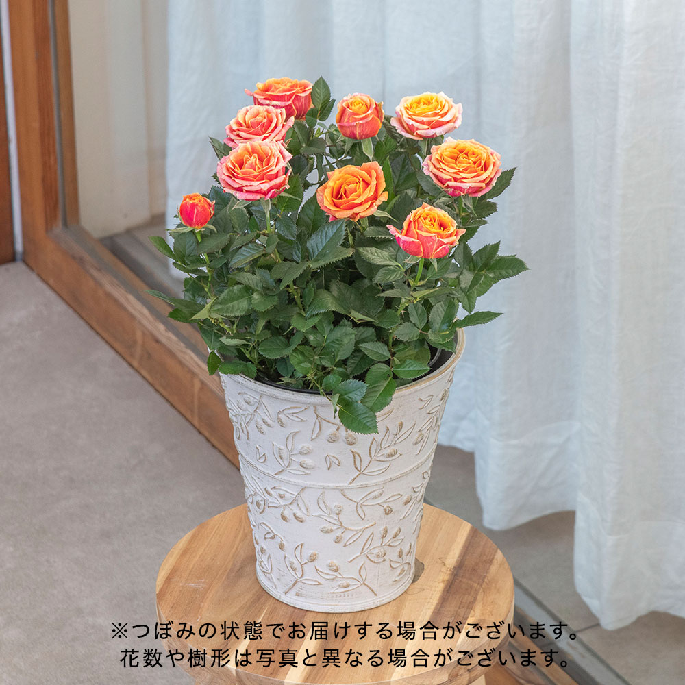 母の日 大西 隆コレクション ミニバラ「カメルーン」