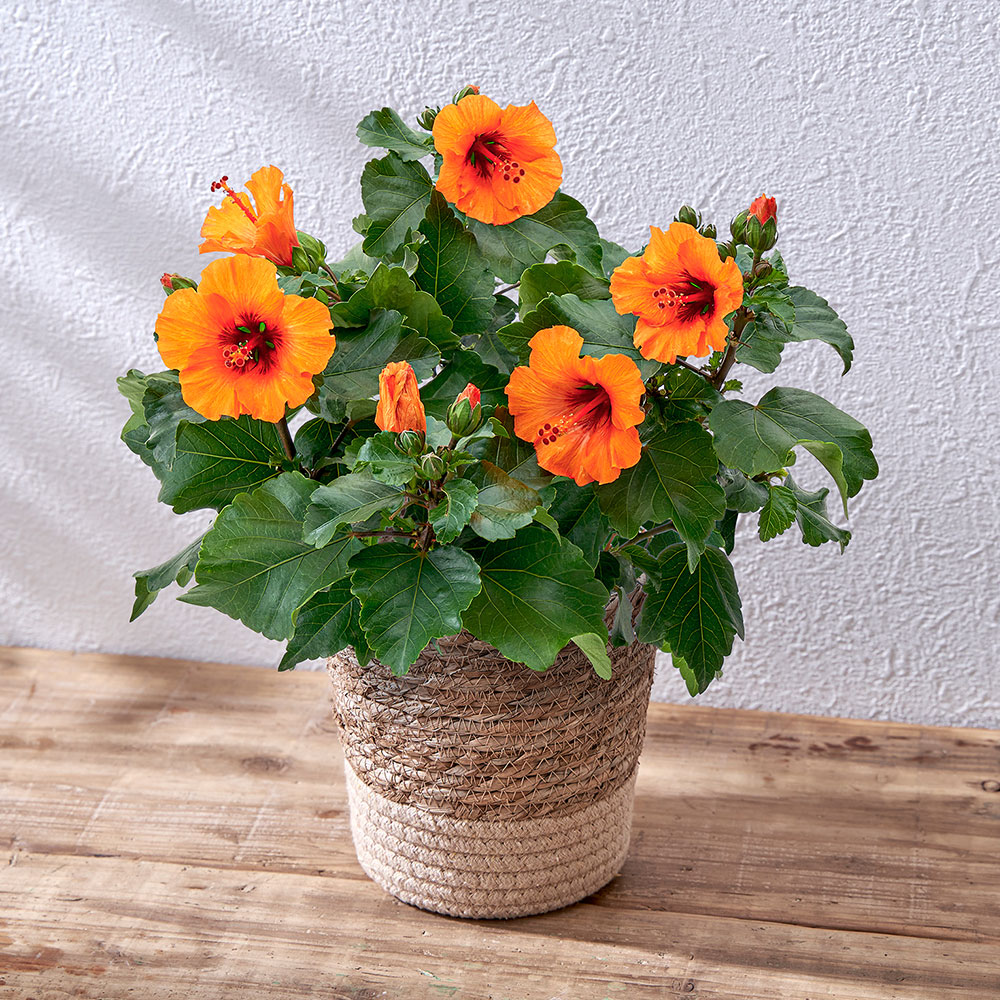 母の日 ロングライフハイビスカス「プチオレンジ」