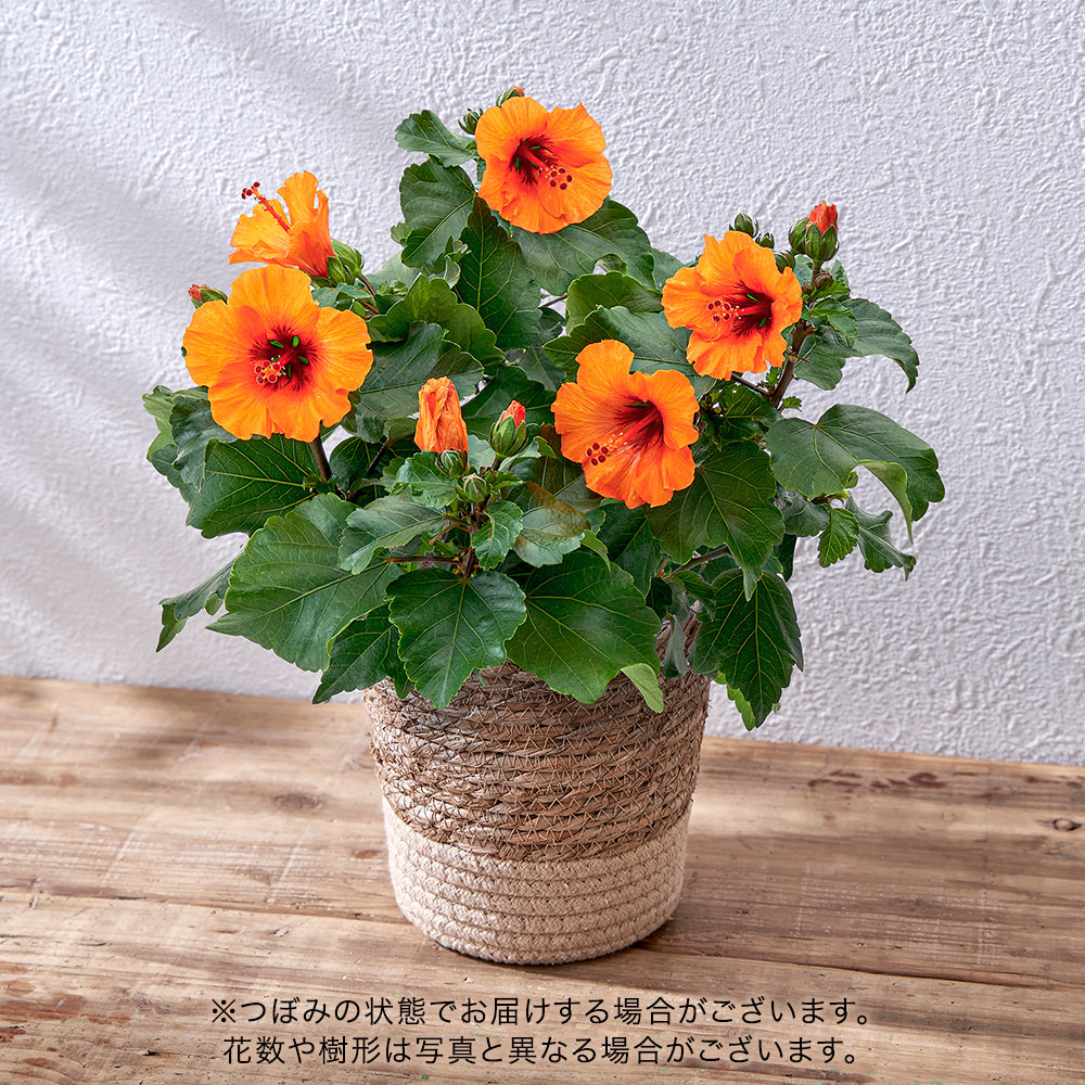 母の日 ロングライフハイビスカス「プチオレンジ」