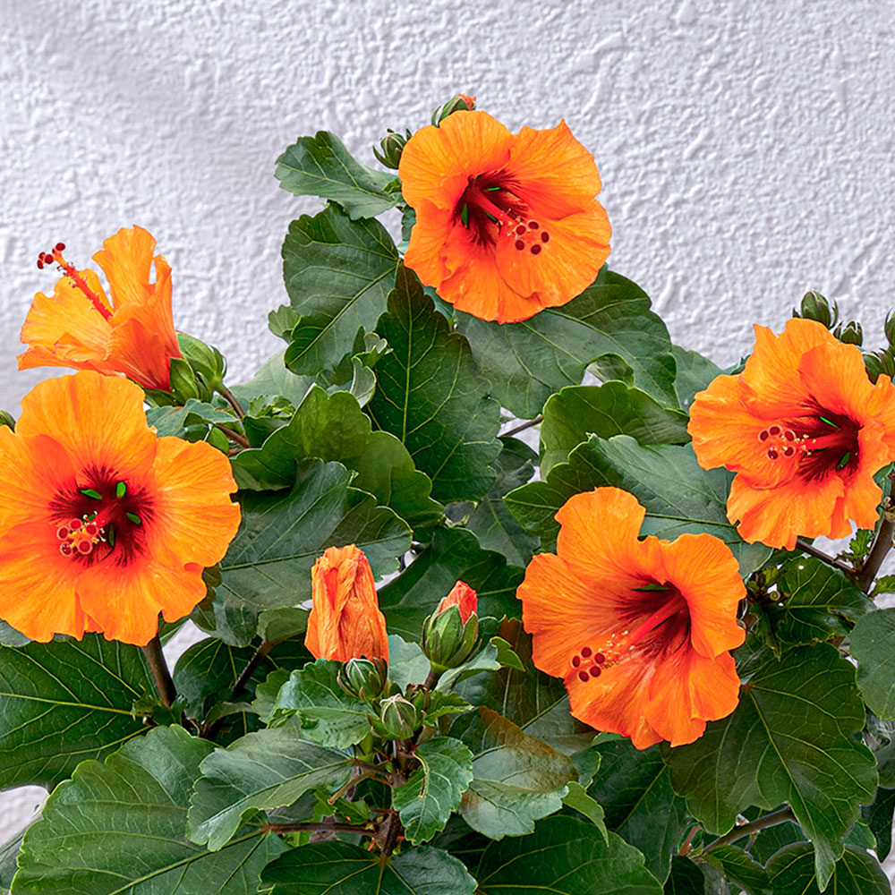 母の日 ロングライフハイビスカス「プチオレンジ」